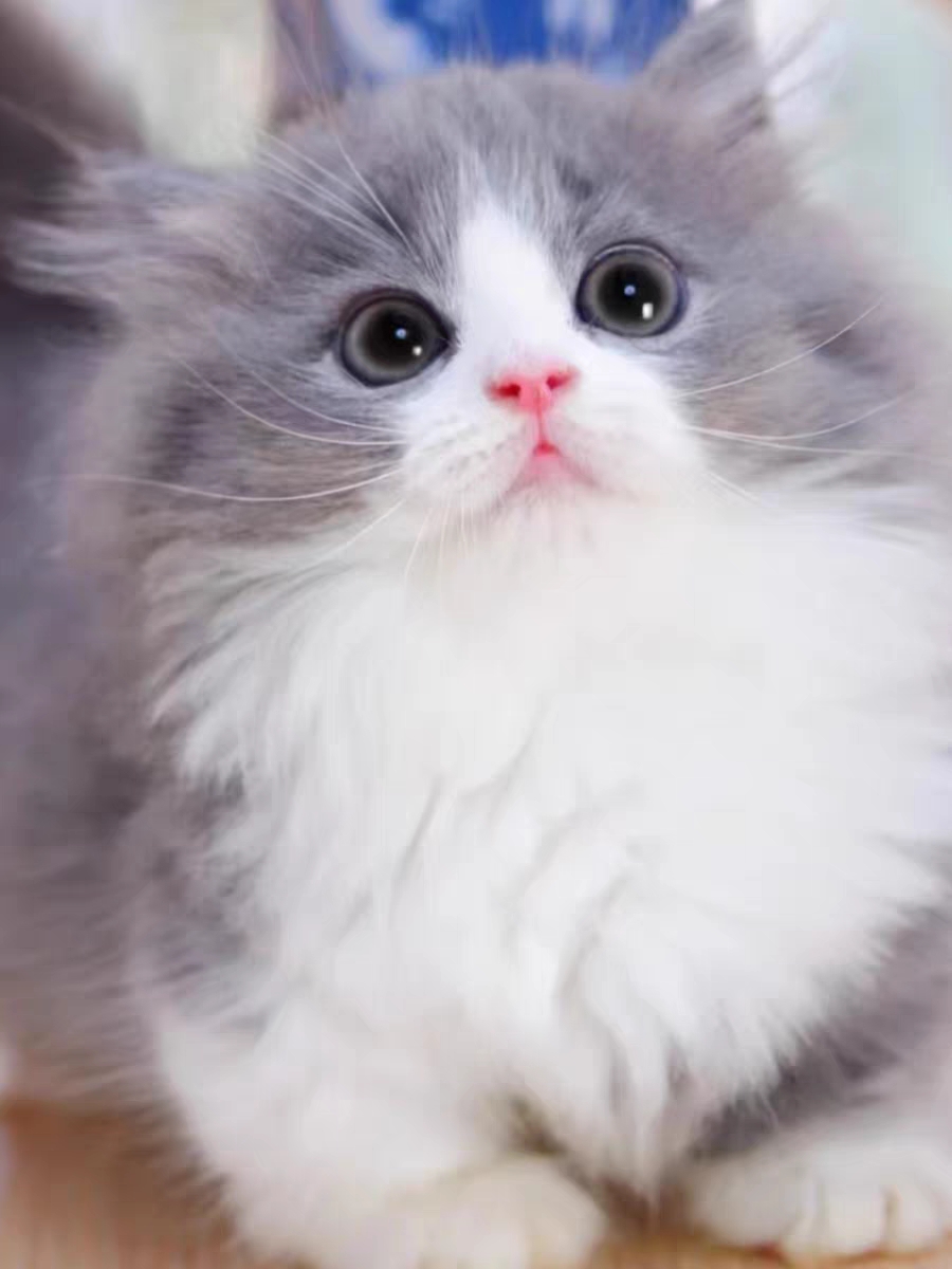 猫舍直销批发价格出售,米努特矮脚猫
